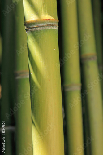 Obraz na płótnie azjatycki park bambus roślina tropikalny