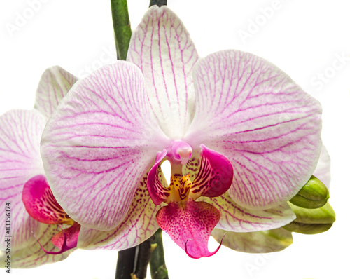 Obraz na płótnie tropikalny egzotyczny fiołek orhidea