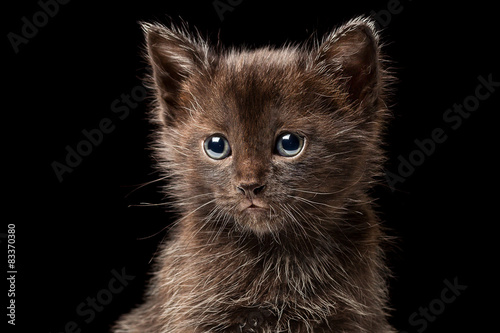 Fotoroleta Czekoladowy kociak na czarnym tle