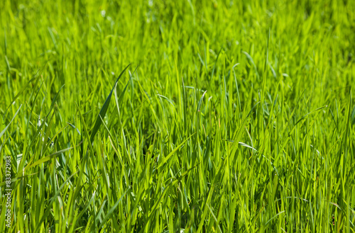 Plakat Green grass as background