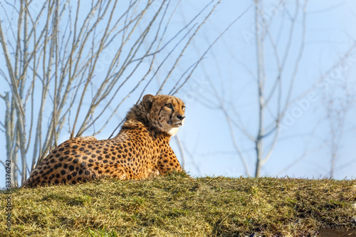 Naklejka afryka fauna portret drzewa trawa