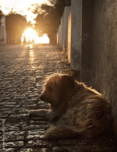 Fotoroleta południe pies ameryka sundown bezdomny