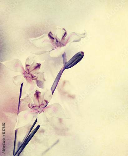 Plakat natura kwiat vintage