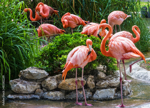 Naklejka park egzotyczny ptak natura fauna