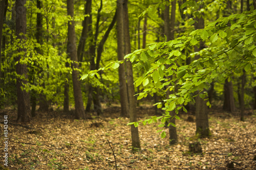 Fototapeta roślina droga natura