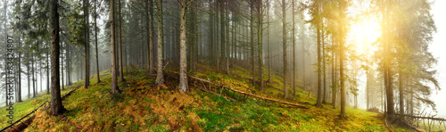 Fotoroleta natura drzewa jodła panorama