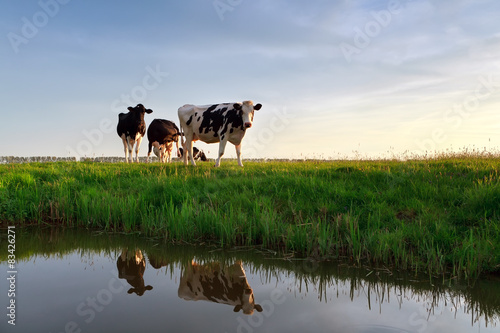 Plakat krowa niebo słońce natura