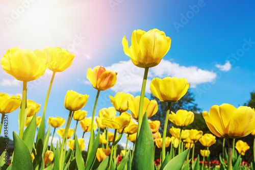 Obraz na płótnie Fresh yellow tulips in warm sunlight