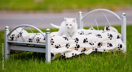 Naklejka Uroczy biały kot na łóżku w trawie