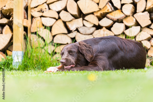 Fototapeta Pies i drewno