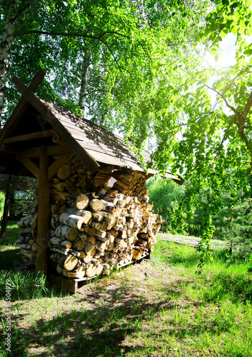 Obraz na płótnie drzewa roślina brzoza park