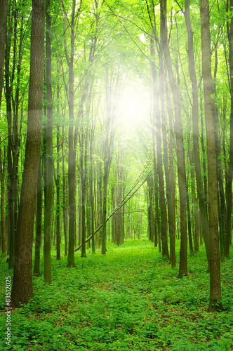 Fototapeta dziki natura roślina