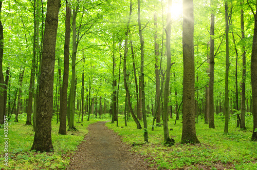 Fotoroleta natura piękny drzewa