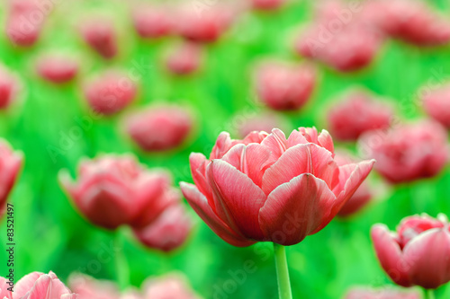 Fototapeta roślina świeży ogród tulipan