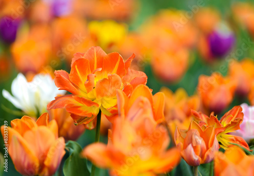 Naklejka ogród tulipan natura