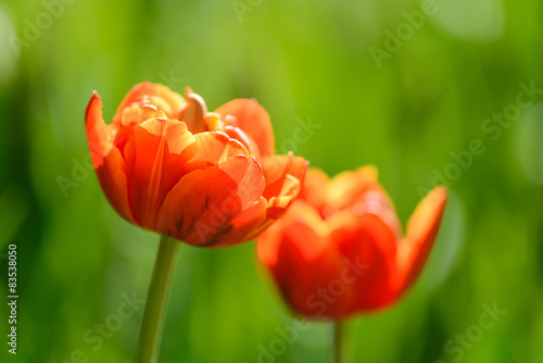 Naklejka tulipan lato ogród