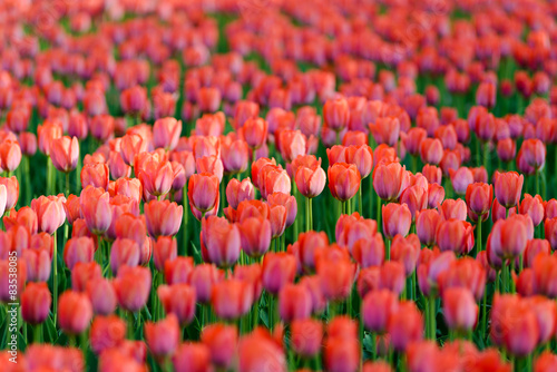 Obraz na płótnie pole tulipan świeży