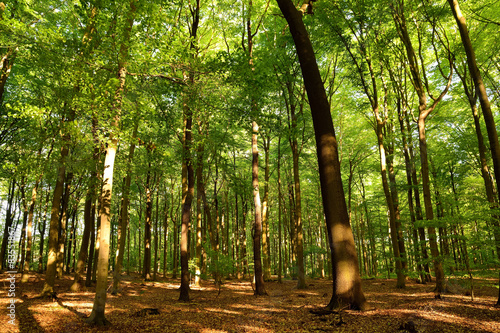 Naklejka las natura krajobraz słońce drzewa