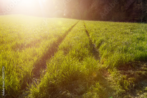 Fotoroleta Hohes Gras im Sonnenlicht