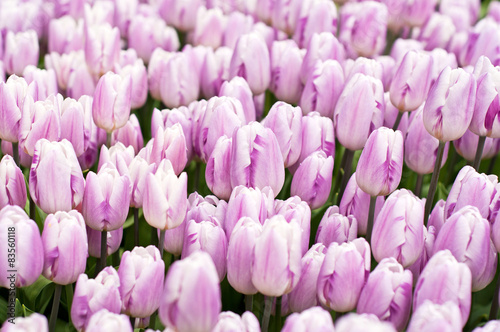 Fototapeta roślina tulipan piękny natura