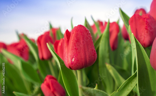 Naklejka lato tulipan kwiat ogród pole