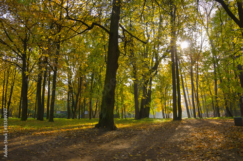 Naklejka jesień pejzaż natura