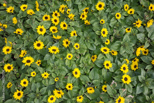 Plakat background made of beautiful yellow sunflowers