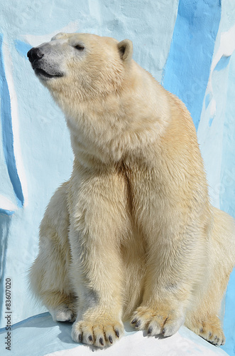 Fototapeta zwierzę fauna natura niedźwiedź