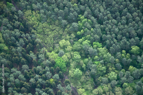 Naklejka krajobraz natura świerk las