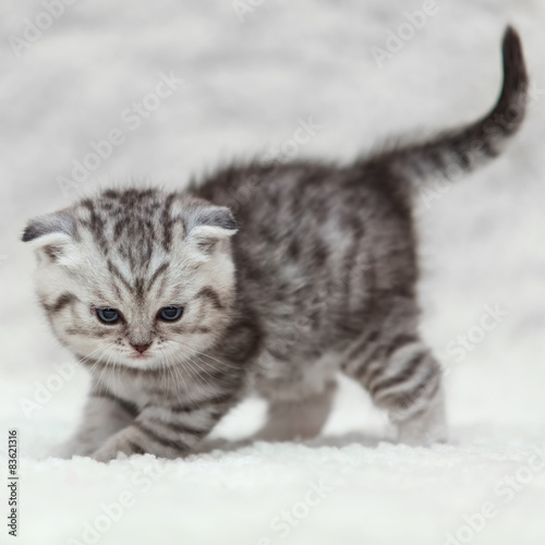 Plakat Srebrny kociak na śniegu