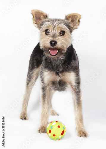 Naklejka piłka yorkshire pies zwierzę