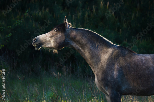 Fotoroleta natura ładny las drzewa zwierzę