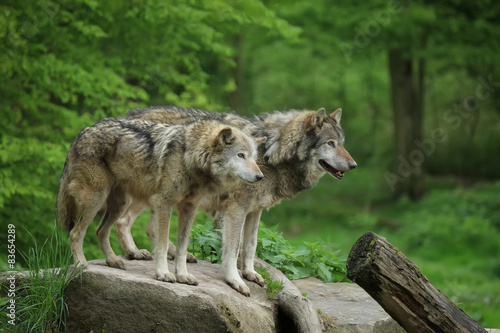 Fotoroleta dziki ssak zwierzę natura szary