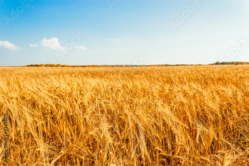 Naklejka wiejski las roślina natura