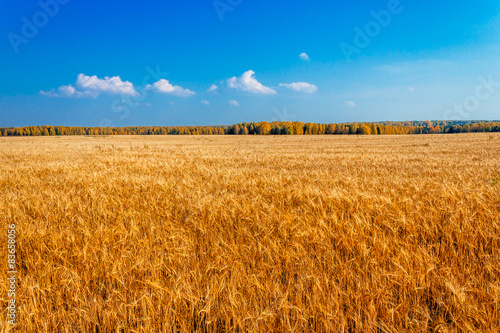 Naklejka natura rolnictwo zboże słoma roślina