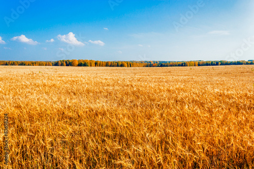 Plakat rolnictwo lato roślina jesień zboże