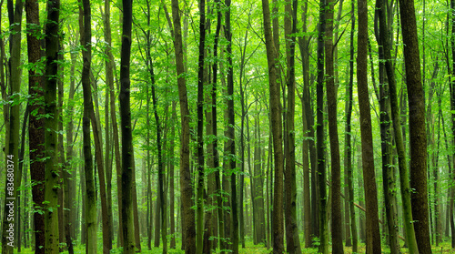 Naklejka bezdroża natura polana roślina drzewa