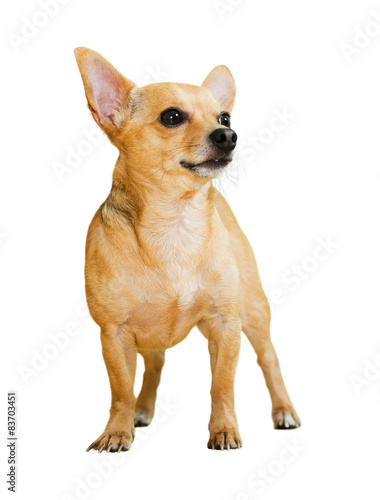 Obraz na płótnie zwierzę rosja pies