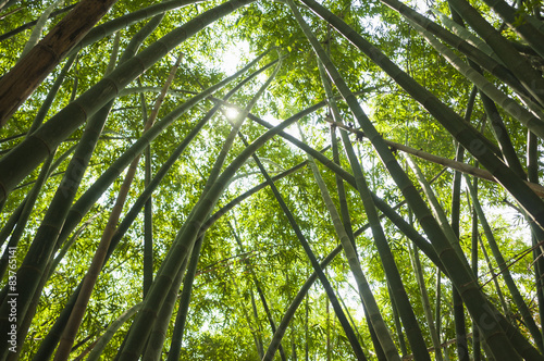 Obraz na płótnie natura tropikalny roślina drzewa