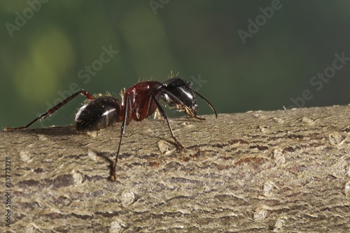 Plakat gałązka ścieżka natura zielony kwas mrówkowy