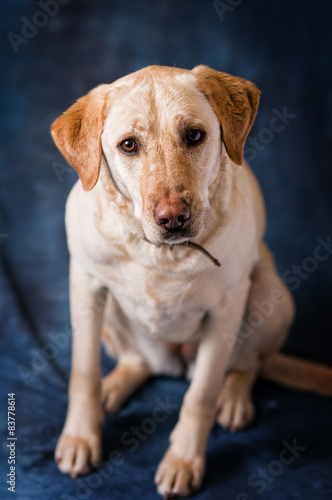 Fototapeta Uroczy labrador o brązowych oczach