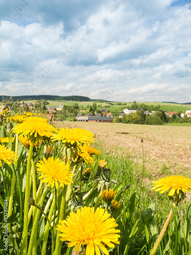 Obraz na płótnie kwiat krajobraz natura