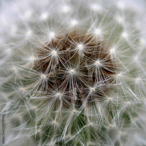 Obraz na płótnie roślina mniszek natura kwiat mniszek pospolity