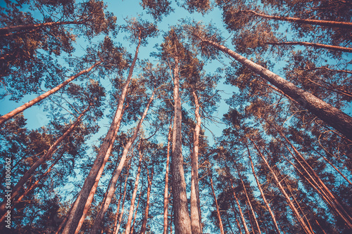 Obraz na płótnie las natura park