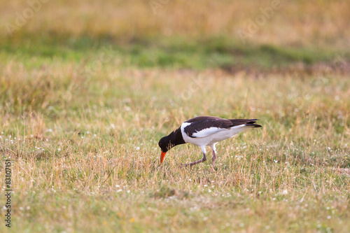 Obraz na płótnie natura fauna ptak