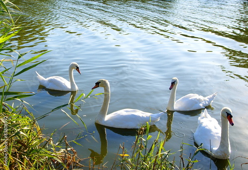 Fotoroleta park woda lato piękny