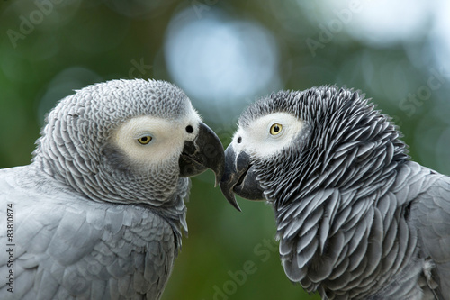 Fototapeta ładny dżungla portret natura