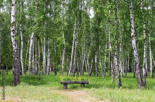 Naklejka lato spokojny natura drzewa trawa