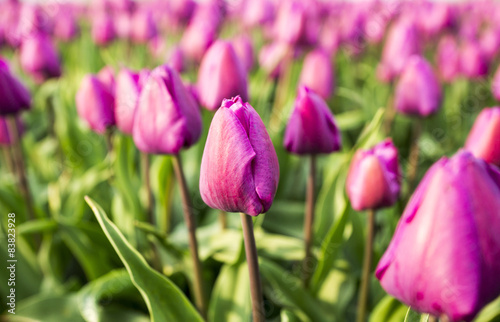 Fotoroleta Tulpen