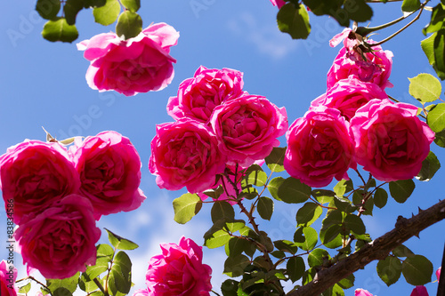 Obraz na płótnie rosa roślina natura kwiat